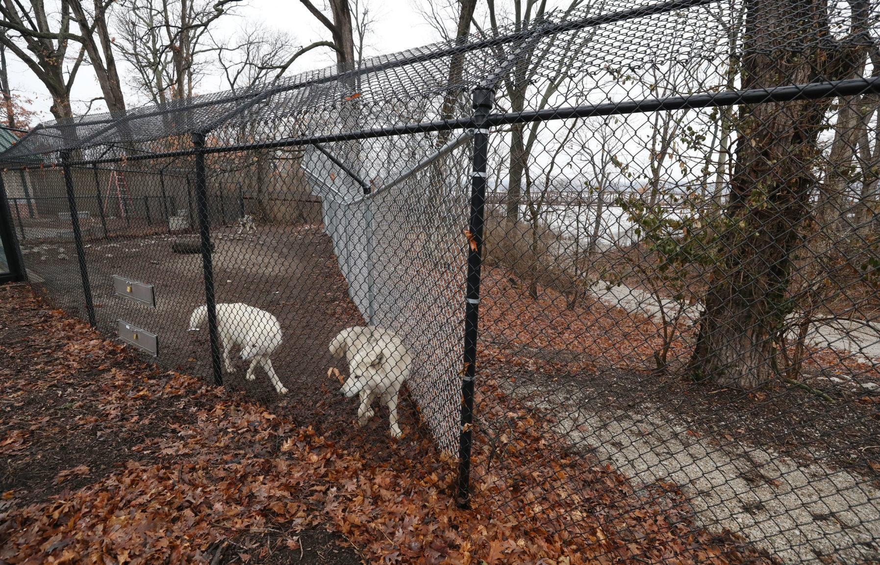 Wolf Exhibit